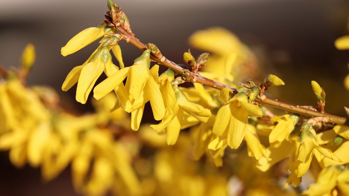 Forsythia suspensa extract.png